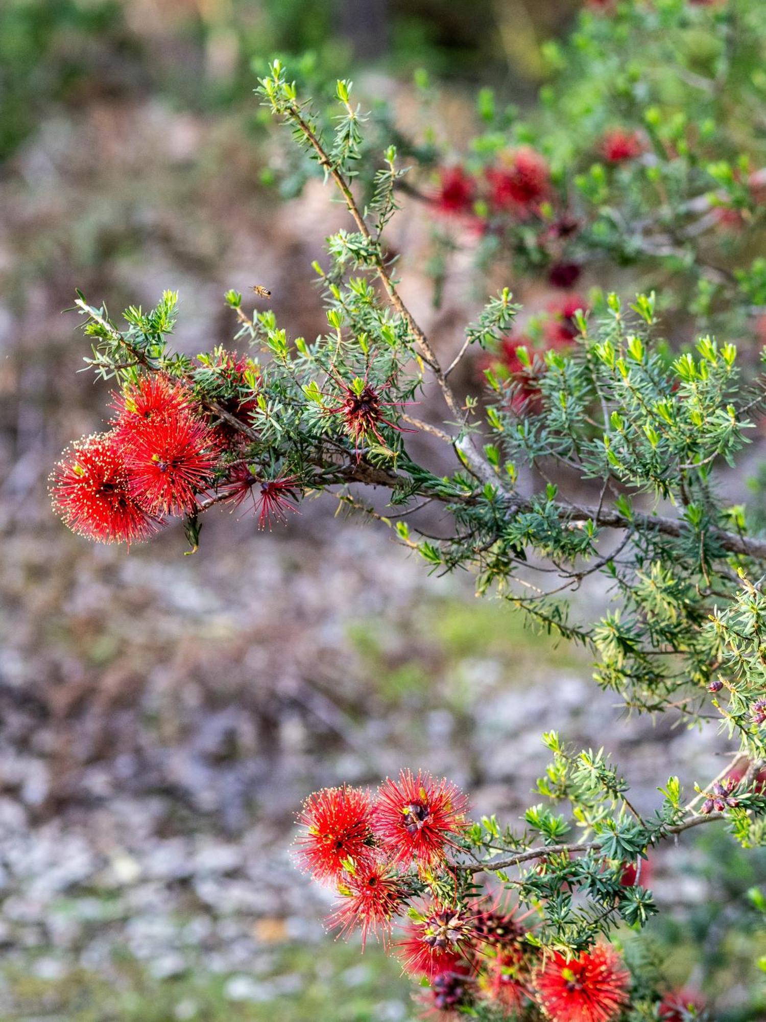 Jarrah Grove Forest Retreat - Adults Only Luxury Chalet Rosa Glen Exteriér fotografie